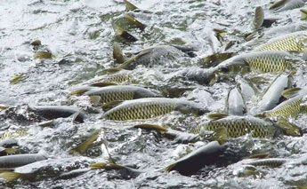 生物水處理消泡劑的使用案例