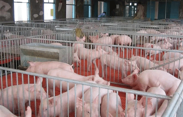 豬場(chǎng)污水處理消泡劑-解決豬場(chǎng)水處理泡沫問(wèn)題